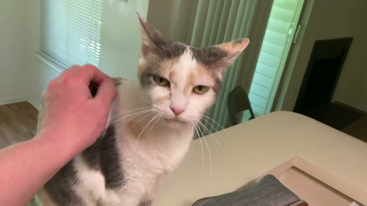 One last video from my apartment (re: life update pt. 2)